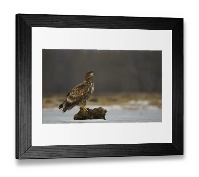 Framed Print : White-tailed Eagle (Haliaeetus albicilla) immature, standing on log in snow, Poland, February Framed Print : White-tailed Eagle (Haliaeetus albicilla) immature, standing on log in snow, Poland, February