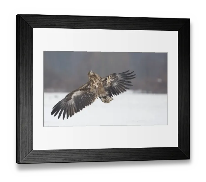 Framed Print : White-tailed Eagle (Haliaeetus albicilla) immature, in flight over snow, Poland, January Framed Print : White-tailed Eagle (Haliaeetus albicilla) immature, in flight over snow, Poland, January