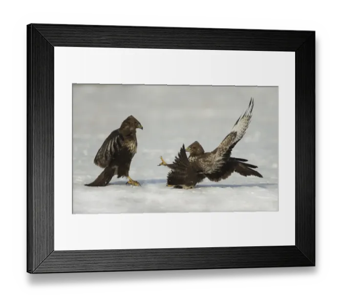 Framed Print : Common Buzzard (Buteo buteo) two immatures, fighting on snow, Poland, February Framed Print : Common Buzzard (Buteo buteo) two immatures, fighting on snow, Poland, February
