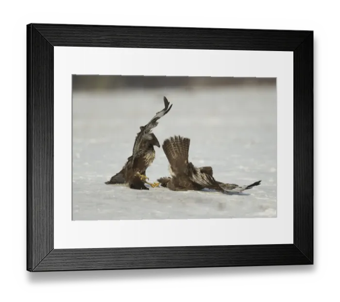 Framed Print : Common Buzzard (Buteo buteo) two immatures, fighting on snow, Poland, February Framed Print : Common Buzzard (Buteo buteo) two immatures, fighting on snow, Poland, February