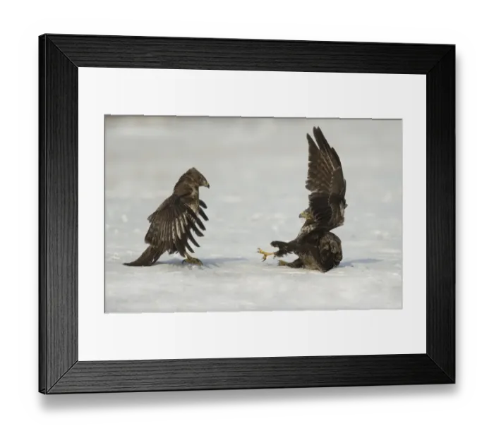 Framed Print : Common Buzzard (Buteo buteo) two immatures, fighting on snow, Poland, February Framed Print : Common Buzzard (Buteo buteo) two immatures, fighting on snow, Poland, February