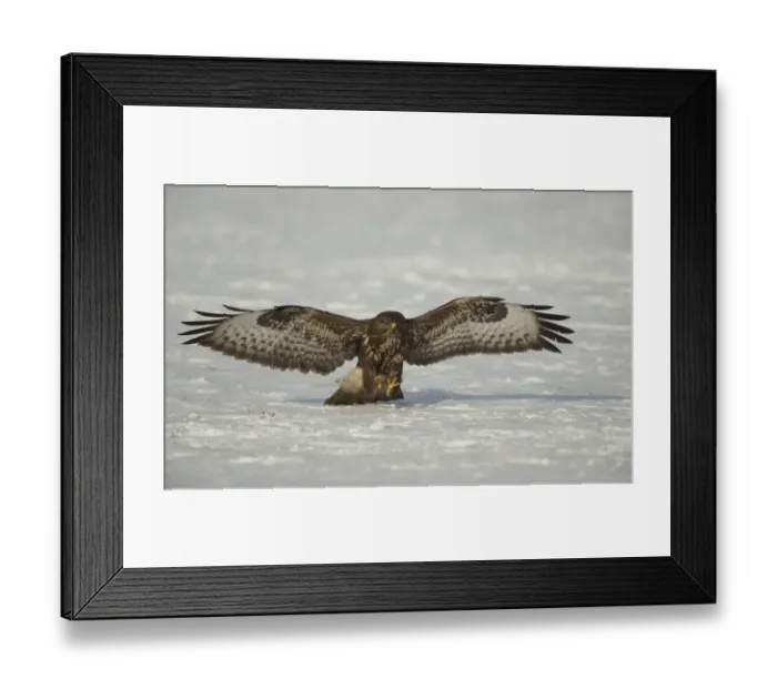 Framed Print : Common Buzzard (Buteo buteo) immature, in flight, landing on snow, Poland, February Framed Print : Common Buzzard (Buteo buteo) immature, in flight, landing on snow, Poland, February