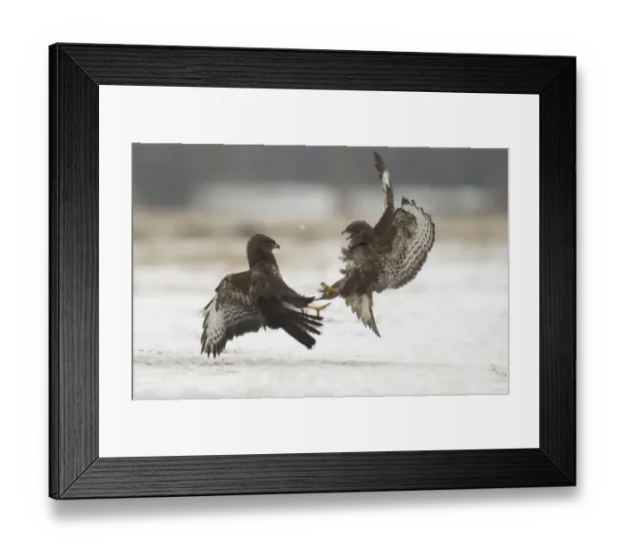 Framed Print : Common Buzzard (Buteo buteo) two immatures, in flight, fighting over snow, Poland, February