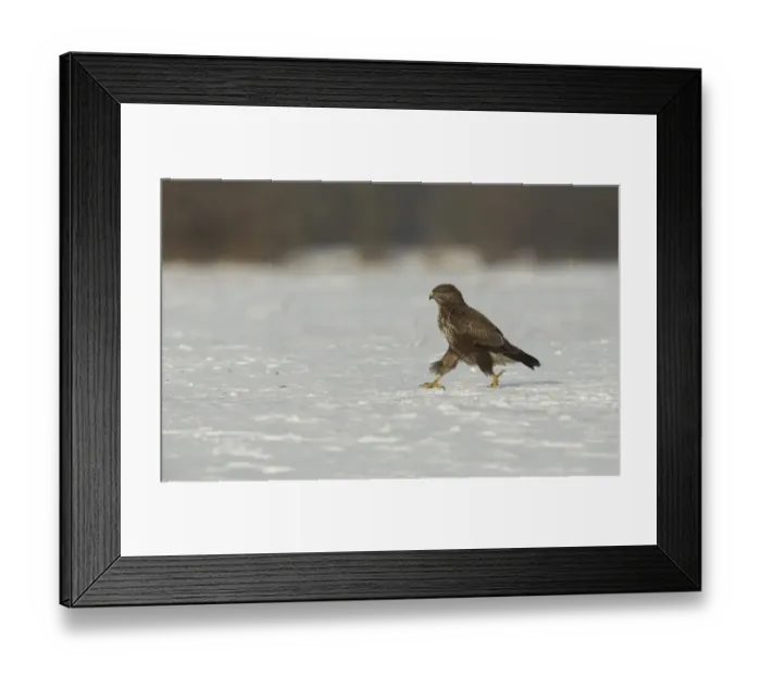 Framed Print : Common Buzzard (Buteo buteo) immature, walking on snow, Poland, February Framed Print : Common Buzzard (Buteo buteo) immature, walking on snow, Poland, February