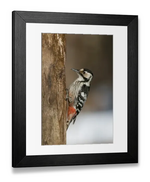Framed Print : White-backed Woodpecker (Dendrocopos leucotos) adult female, foraging on dead tree trunk in snow, Bialowieza N. P Framed Print : White-backed Woodpecker (Dendrocopos leucotos) adult female, foraging on dead tree trunk in snow, Bialowieza N. P