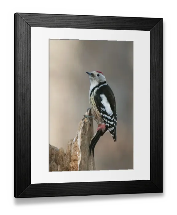 Framed Print : Middle Spotted Woodpecker (Dendrocopos medius) adult, clinging to snag, Bialowieza N. P Framed Print : Middle Spotted Woodpecker (Dendrocopos medius) adult, clinging to snag, Bialowieza N. P