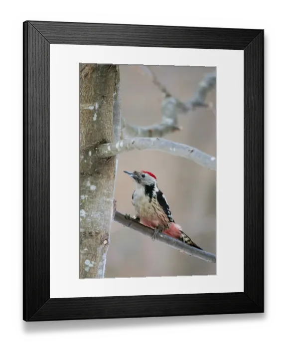 Framed Print : Middle Spotted Woodpecker (Dendrocopos medius) adult, clinging to branch, Bialowieza N. P Framed Print : Middle Spotted Woodpecker (Dendrocopos medius) adult, clinging to branch, Bialowieza N. P