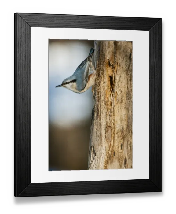 Framed Print : Eurasian Nuthatch (Sitta europaea) adult male, foraging on dead tree trunk in snow, Bialowieza N. P Framed Print : Eurasian Nuthatch (Sitta europaea) adult male, foraging on dead tree trunk in snow, Bialowieza N. P