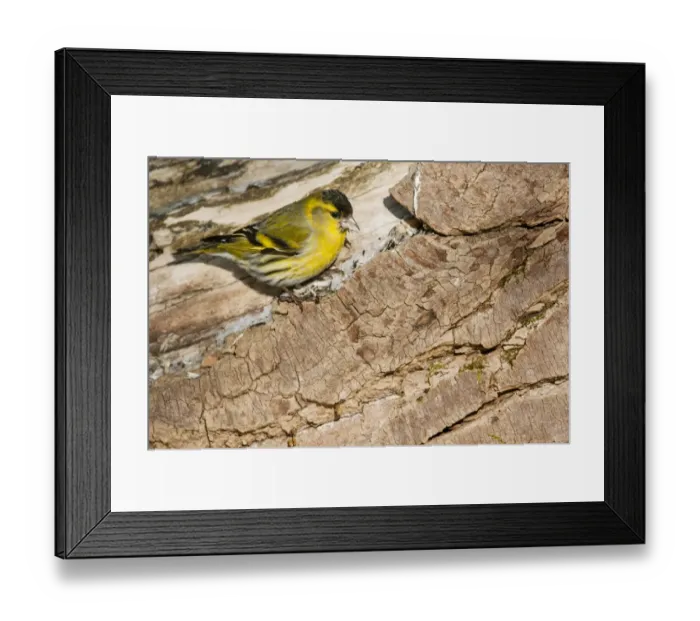 Framed Print : Eurasian Siskin (Carduelis spinus) adult male, feeding on seeds, standing on log, Bialowieza N. P