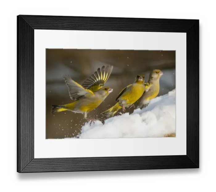 Framed Print : European Greenfinch (Carduelis chloris) three adult males, one with wings stretched, feeding on snow, Bialowieza N. P Framed Print : European Greenfinch (Carduelis chloris) three adult males, one with wings stretched, feeding on snow, Bialowieza N. P
