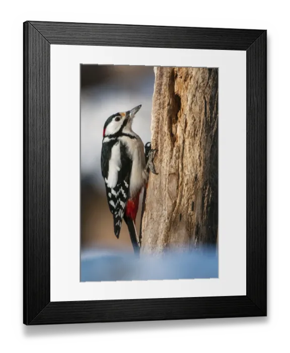 Framed Print : Great Spotted Woodpecker (Dendrocopos major) adult male, foraging on dead tree trunk in snow, Bialowieza N. P Framed Print : Great Spotted Woodpecker (Dendrocopos major) adult male, foraging on dead tree trunk in snow, Bialowieza N. P