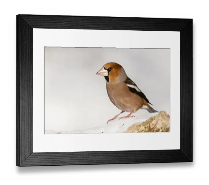 Framed Print : Hawfinch (Coccothraustes coccothraustes) adult male, standing on snow, Bialowieza N. P Framed Print : Hawfinch (Coccothraustes coccothraustes) adult male, standing on snow, Bialowieza N. P