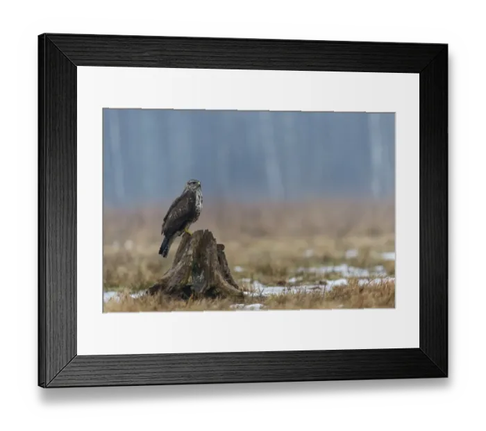Framed Print : Common Buzzard (Buteo buteo) juvenile, perched on tree stump in snow, Bialowieza N. P Framed Print : Common Buzzard (Buteo buteo) juvenile, perched on tree stump in snow, Bialowieza N. P