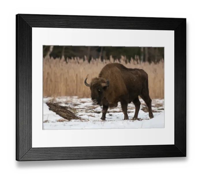 Framed Print : European Bison (Bison bonasus) adult male, walking on snow covered meadow, Bialowieza N. P