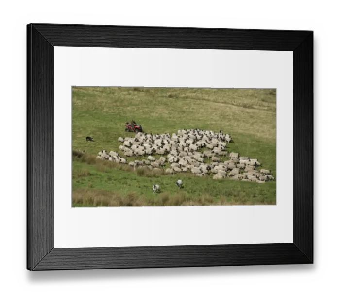 Framed Print : Sheep farming, farmer on quadbike with sheepdogs, gathering Swaledale ewes and lambs for shedding, Chipping Framed Print : Sheep farming, farmer on quadbike with sheepdogs, gathering Swaledale ewes and lambs for shedding, Chipping