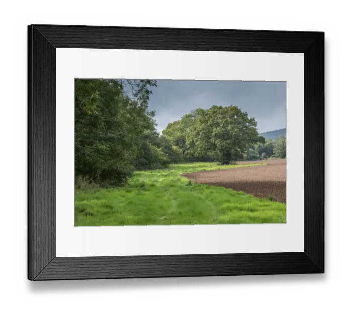 Framed Print : Conservation field margin at edge of newly drilled field, Bridgnorth, Shropshire, England, October Framed Print : Conservation field margin at edge of newly drilled field, Bridgnorth, Shropshire, England, October