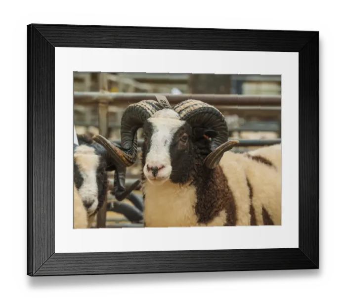 Framed Print : Domestic Sheep, Jacob Sheep, ewe, close-up of head, in pen at livestock market, Carlisle Livestock Market, Cumbria Framed Print : Domestic Sheep, Jacob Sheep, ewe, close-up of head, in pen at livestock market, Carlisle Livestock Market, Cumbria