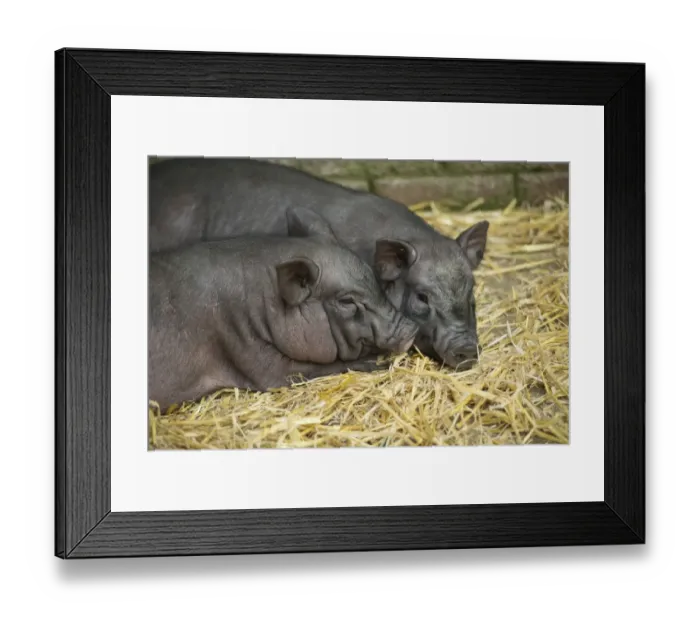 Framed Print : Domestic Pig, Micro Pig, two piglets, resting in straw pen at livestock market, Carlisle Livestock Market, Cumbria Framed Print : Domestic Pig, Micro Pig, two piglets, resting in straw pen at livestock market, Carlisle Livestock Market, Cumbria