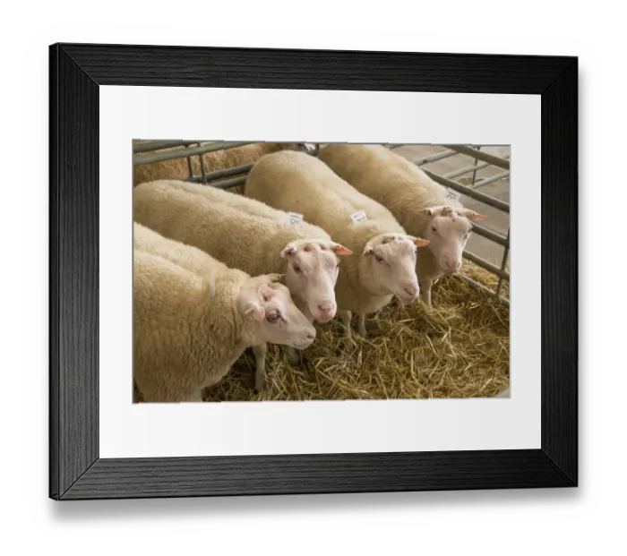 Framed Print : Domestic Sheep, Charmoise, four adults, in pen at livestock market, Welshpool Auction Mart, Welshpool, Powys, Wales Framed Print : Domestic Sheep, Charmoise, four adults, in pen at livestock market, Welshpool Auction Mart, Welshpool, Powys, Wales
