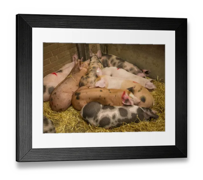 Framed Print : Domestic Pig, Gloucester Old Spot x Pietrain, eight weaners, resting in straw pen at livestock market