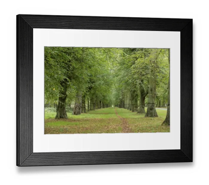 Framed Print : Common Lime (Tilia x europaea) avenue in parkland, Clumber Park, Nottinghamshire, England, October