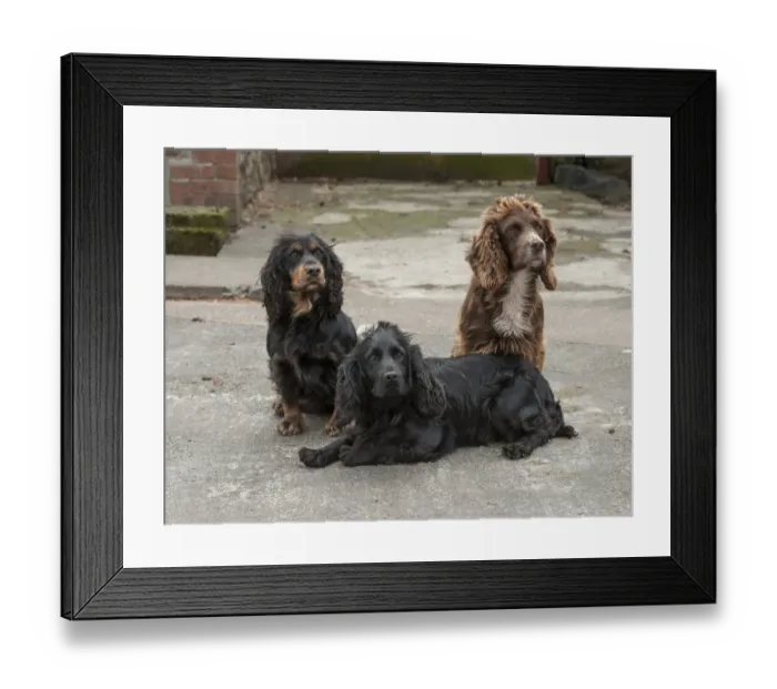 Framed Print : Domestic Dog, English Cocker Spaniel, working type, three adults, sitting and laying in farmyard, Shropshire, England Framed Print : Domestic Dog, English Cocker Spaniel, working type, three adults, sitting and laying in farmyard, Shropshire, England