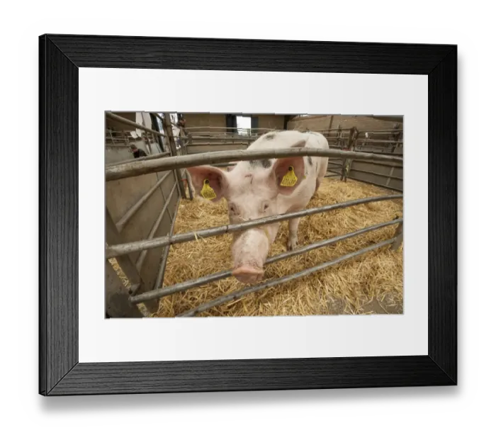 Framed Print : Domestic Pig, Gloucester Old Spot cross, sow, standing in straw pen at livestock market, Carlisle Livestock Market Framed Print : Domestic Pig, Gloucester Old Spot cross, sow, standing in straw pen at livestock market, Carlisle Livestock Market
