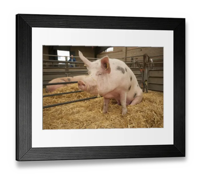 Framed Print : Domestic Pig, Gloucester Old Spot cross, sow, sitting in straw pen at livestock market, Carlisle Livestock Market Framed Print : Domestic Pig, Gloucester Old Spot cross, sow, sitting in straw pen at livestock market, Carlisle Livestock Market