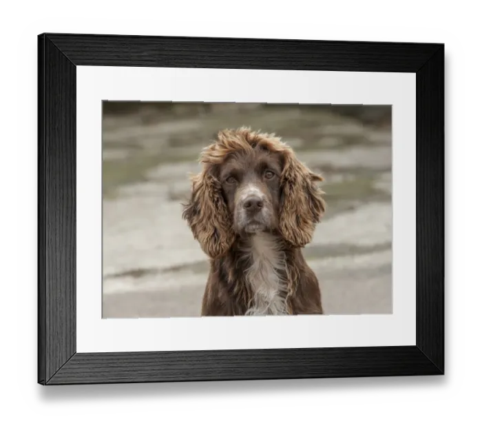 Framed Print : Domestic Dog, English Cocker Spaniel, working type, adult, close-up of head, in farmyard, Shropshire, England, October Framed Print : Domestic Dog, English Cocker Spaniel, working type, adult, close-up of head, in farmyard, Shropshire, England, October