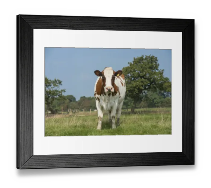 Framed Print : Domestic Cattle, Meuse-Rhine-Issel, dairy cow, standing in pasture, Lancashire, England, September Framed Print : Domestic Cattle, Meuse-Rhine-Issel, dairy cow, standing in pasture, Lancashire, England, September
