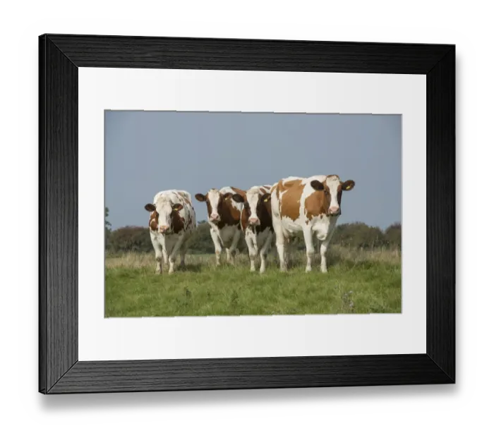Framed Print : Domestic Cattle, Meuse-Rhine-Issel, four dairy cows, standing in pasture, Lancashire, England, September Framed Print : Domestic Cattle, Meuse-Rhine-Issel, four dairy cows, standing in pasture, Lancashire, England, September