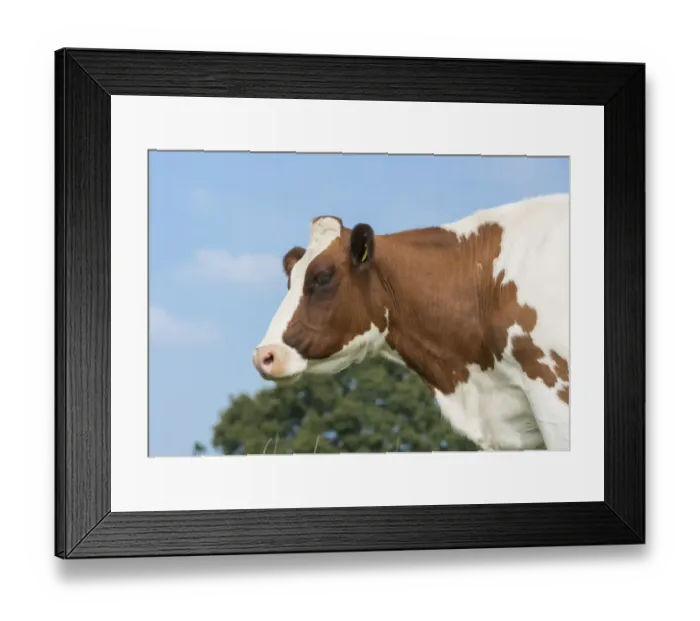 Framed Print : Domestic Cattle, Meuse-Rhine-Issel, dairy cow, close-up of head, Lancashire, England, September Framed Print : Domestic Cattle, Meuse-Rhine-Issel, dairy cow, close-up of head, Lancashire, England, September