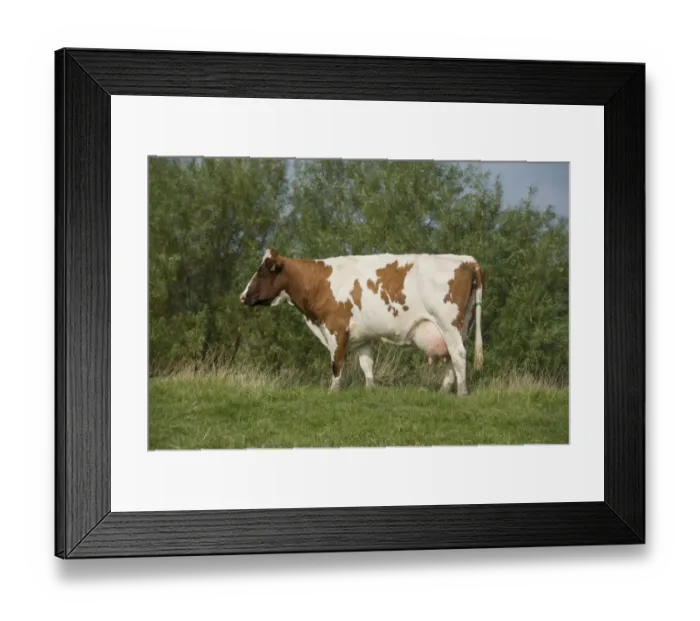 Framed Print : Domestic Cattle, Meuse-Rhine-Issel, dairy cow, standing in pasture, Lancashire, England, September