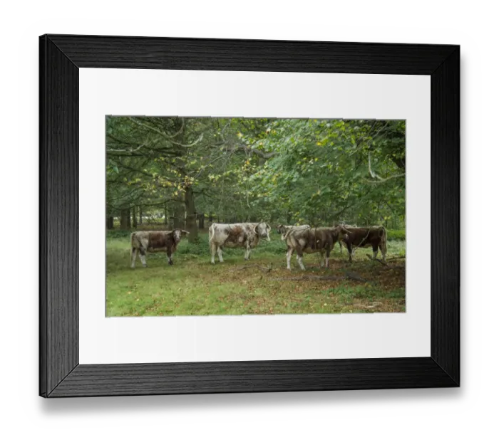 Framed Print : Domestic Cattle, Longhorn, herd, grazing in woodland, Clumber Park, Nottinghamshire, England, October Framed Print : Domestic Cattle, Longhorn, herd, grazing in woodland, Clumber Park, Nottinghamshire, England, October