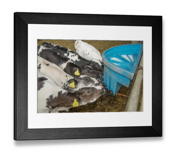 Framed Print : Domestic Cattle, British Blue, calves, feeding from plastic milk feeder, Staffordshire, England, September Framed Print : Domestic Cattle, British Blue, calves, feeding from plastic milk feeder, Staffordshire, England, September