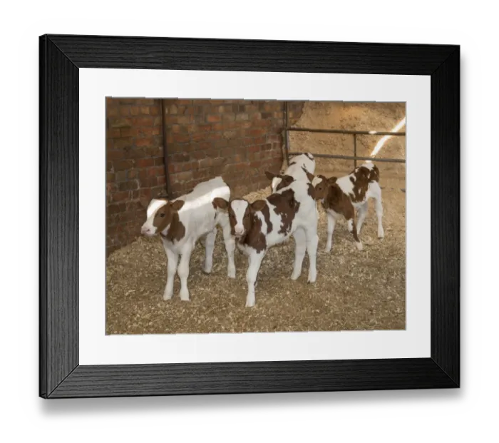 Framed Print : Domestic Cattle, Meuse-Rhine-Issel, four calves, standing in shed, Lancashire, England, September Framed Print : Domestic Cattle, Meuse-Rhine-Issel, four calves, standing in shed, Lancashire, England, September