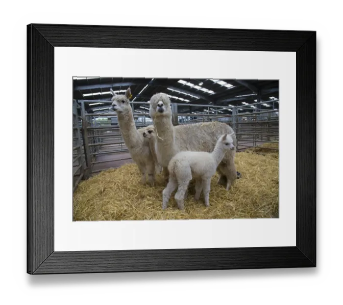 Framed Print : Alpaca (Lama pacos) two adults females with young, standing in straw pen at livestock market Framed Print : Alpaca (Lama pacos) two adults females with young, standing in straw pen at livestock market
