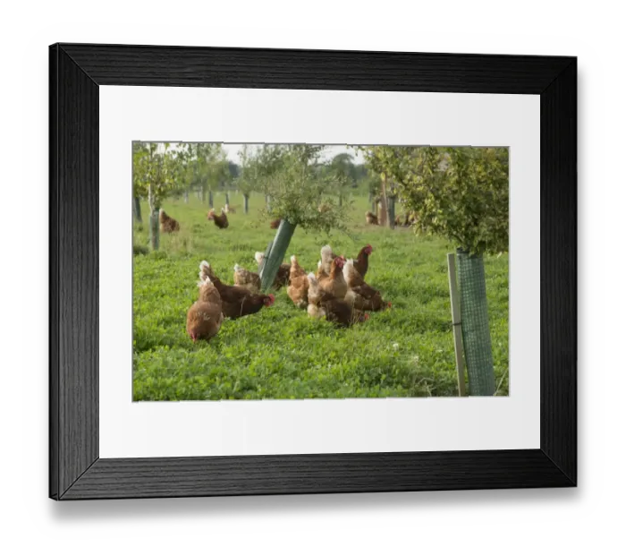 Framed Print : Domestic Chicken, Lohmann Classic, freerange hens, flock encouraged to range with planted trees, Cheshire, England Framed Print : Domestic Chicken, Lohmann Classic, freerange hens, flock encouraged to range with planted trees, Cheshire, England