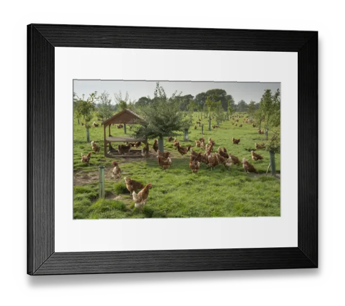 Framed Print : Domestic Chicken, Lohmann Classic, freerange hens, flock encouraged to range with planted trees Framed Print : Domestic Chicken, Lohmann Classic, freerange hens, flock encouraged to range with planted trees
