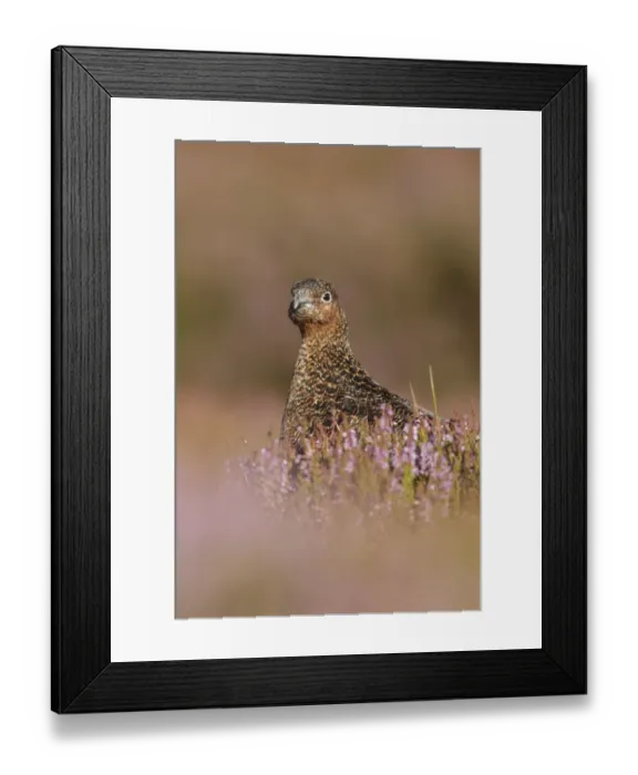 Framed Print : Red Grouse (Lagopus lagopus scoticus) immature male, sitting amongst flowering heather on moorland, North Yorkshire Framed Print : Red Grouse (Lagopus lagopus scoticus) immature male, sitting amongst flowering heather on moorland, North Yorkshire