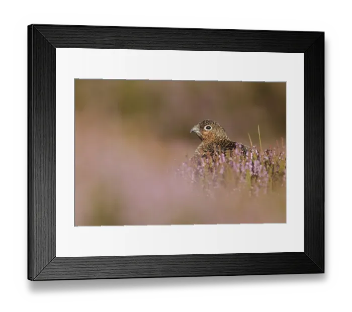 Framed Print : Red Grouse (Lagopus lagopus scoticus) immature male, sitting amongst flowering heather on moorland, North Yorkshire Framed Print : Red Grouse (Lagopus lagopus scoticus) immature male, sitting amongst flowering heather on moorland, North Yorkshire