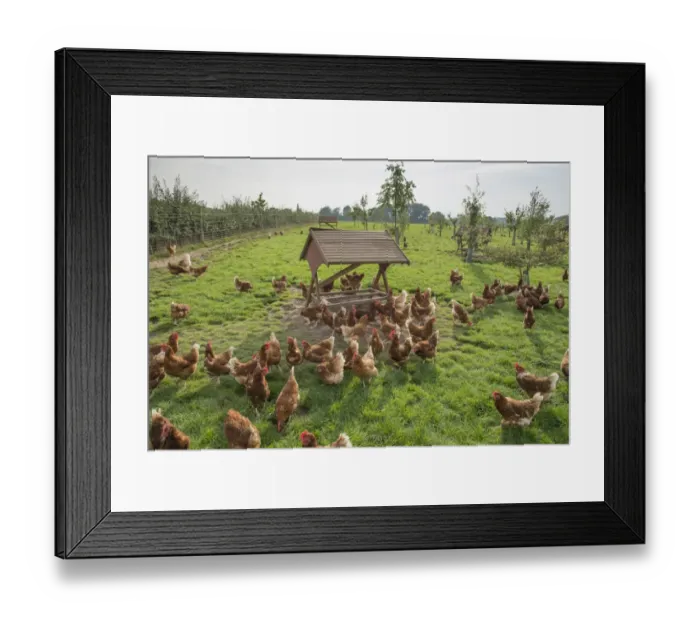 Framed Print : Domestic Chicken, Lohmann Classic, freerange hens, flock encouraged to range with planted trees Framed Print : Domestic Chicken, Lohmann Classic, freerange hens, flock encouraged to range with planted trees