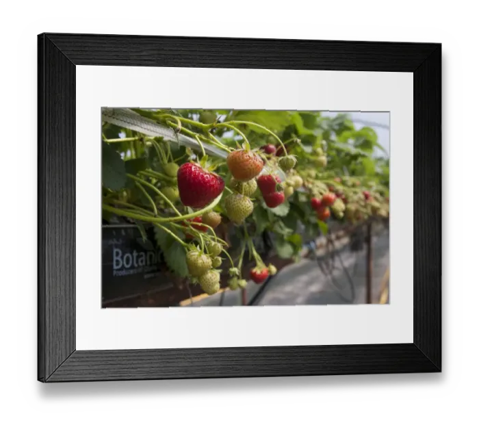 Framed Print : Strawberry (Fragaria sp. ) crop, ripe and ripening fruit, growing in raised growbags in polytunnel on pick your own Framed Print : Strawberry (Fragaria sp. ) crop, ripe and ripening fruit, growing in raised growbags in polytunnel on pick your own