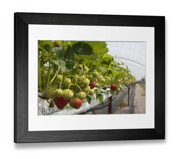 Framed Print : Strawberry (Fragaria sp. ) crop, ripe and ripening fruit, growing in raised growbags in polytunnel on pick your own Framed Print : Strawberry (Fragaria sp. ) crop, ripe and ripening fruit, growing in raised growbags in polytunnel on pick your own