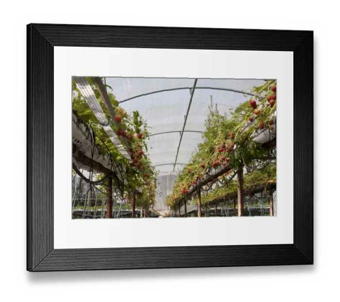 Framed Print : Strawberry (Fragaria sp. ) crop, ripe and ripening fruit, growing in raised growbags in polytunnel on pick your own