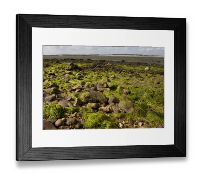 Framed Print : Seaweed on shore of coastal creek at low tide, East Head Creek, West Wittering, Chichester Harbour, Manhood Peninsula Framed Print : Seaweed on shore of coastal creek at low tide, East Head Creek, West Wittering, Chichester Harbour, Manhood Peninsula
