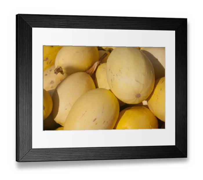 Framed Print : Winter Squash (Cucurbita pepo var. fastigata) Spaghetti Marrow, fruit, West Sussex, England, October Framed Print : Winter Squash (Cucurbita pepo var. fastigata) Spaghetti Marrow, fruit, West Sussex, England, October