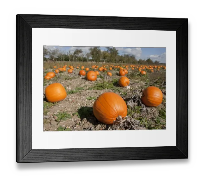 Framed Print : Pumpkin (Cucurbita pepo) crop, ripe fruit in field, Hampshire, England, October Framed Print : Pumpkin (Cucurbita pepo) crop, ripe fruit in field, Hampshire, England, October