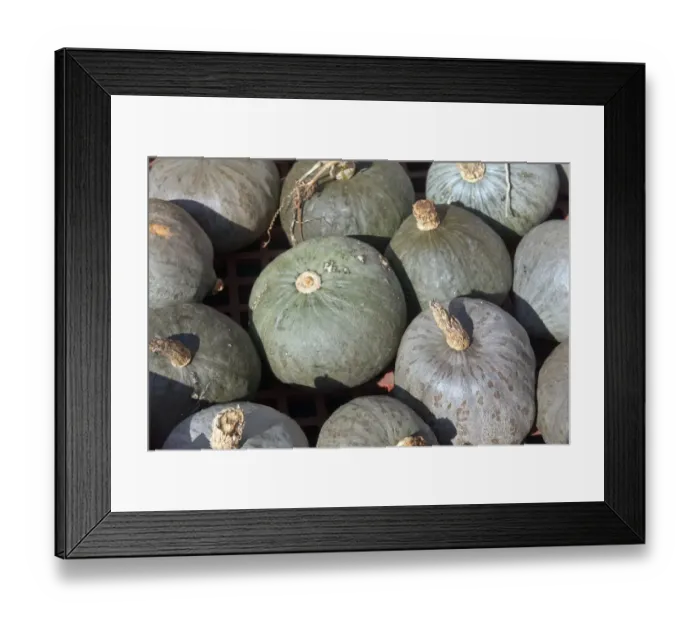 Framed Print : Winter Squash (Cucurbita sp. ) Blue Ballet Hubbard, fruit, West Sussex, England, October Framed Print : Winter Squash (Cucurbita sp. ) Blue Ballet Hubbard, fruit, West Sussex, England, October
