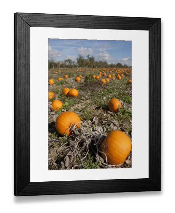 Framed Print : Pumpkin (Cucurbita pepo) crop, ripe fruit in field, Hampshire, England, October Framed Print : Pumpkin (Cucurbita pepo) crop, ripe fruit in field, Hampshire, England, October